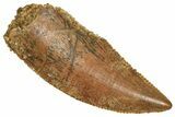 Serrated Raptor Tooth - Real Dinosaur Tooth #371477-1